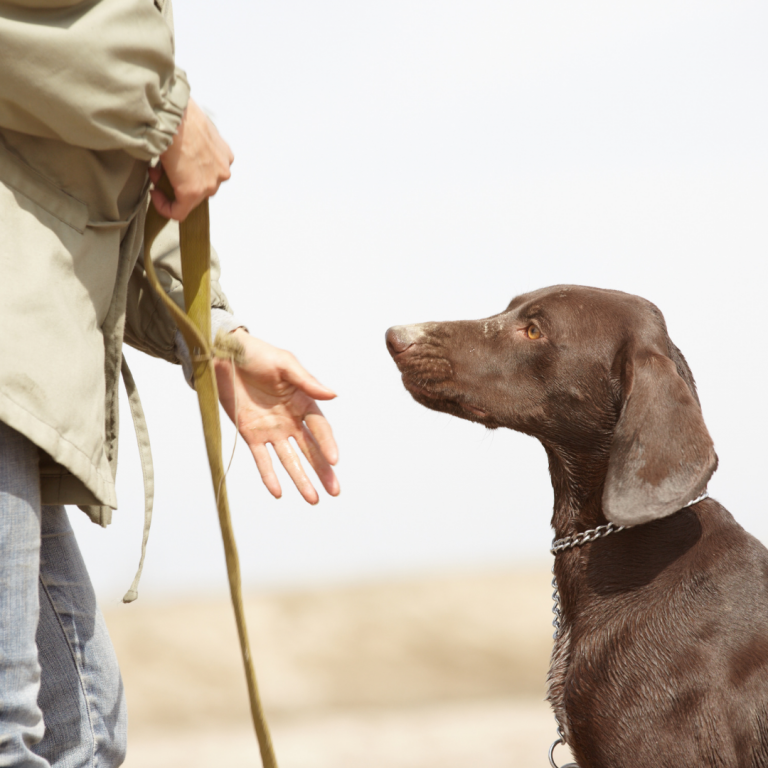 "Paseo seguro con perro utilizando POPIDOG: Disfruta de la naturaleza mientras cuidas de tu mascota".